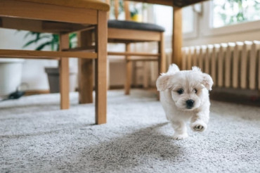 Carpet Lifespan with Pets: How to Choose The Right Flooring